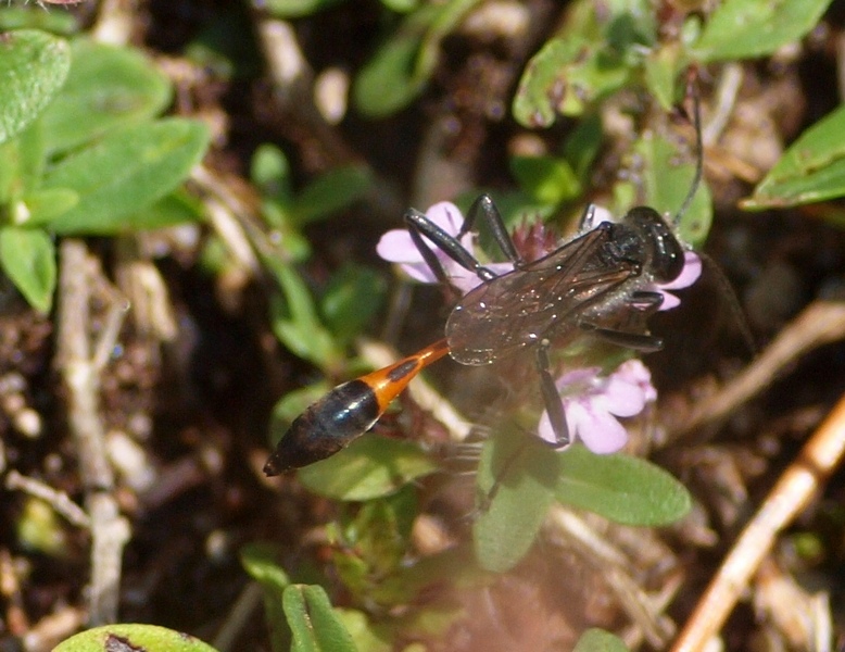 Ammophila sp.